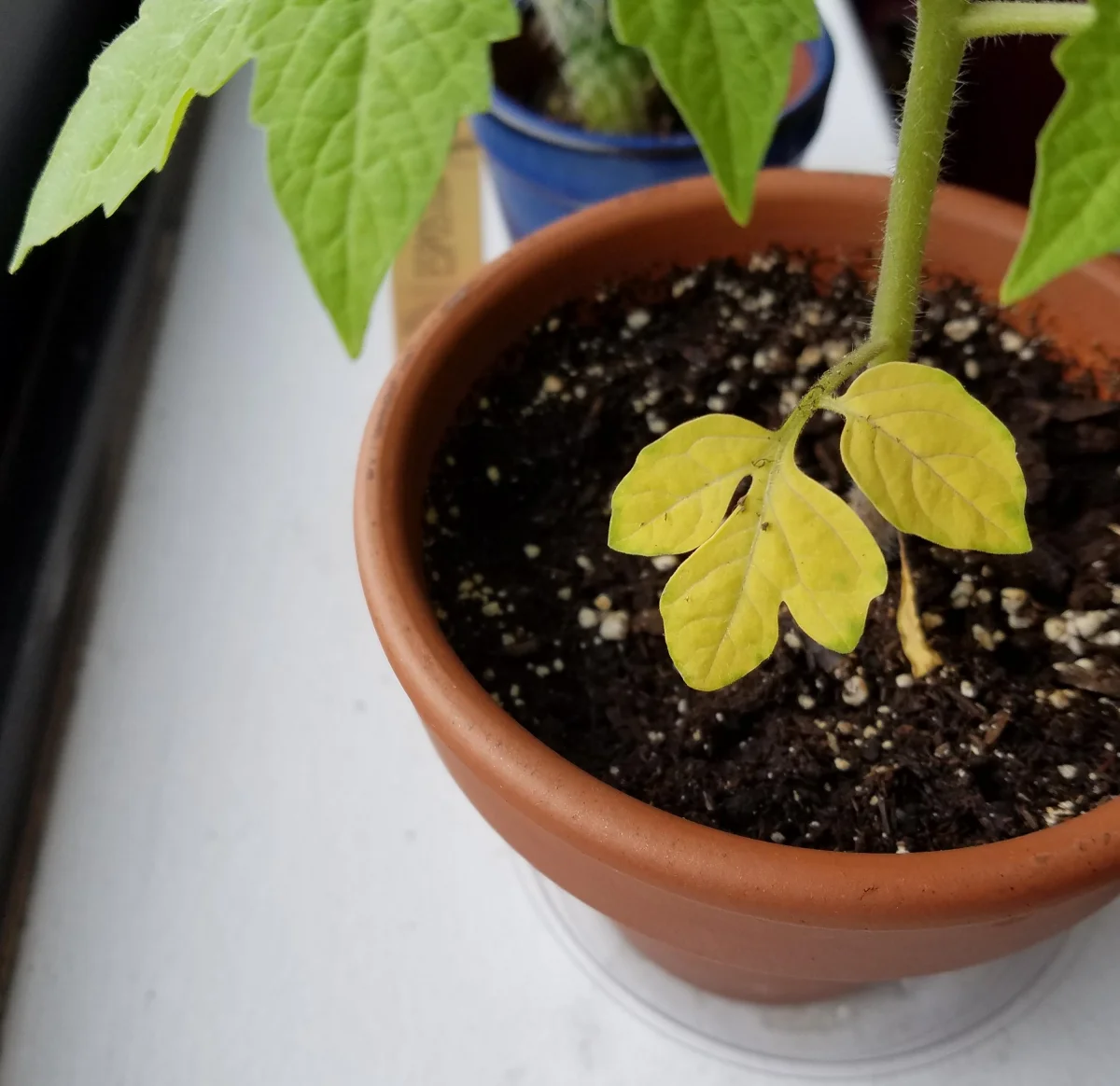 choc de transplantation peut faire les feuilles des tomates jaunir