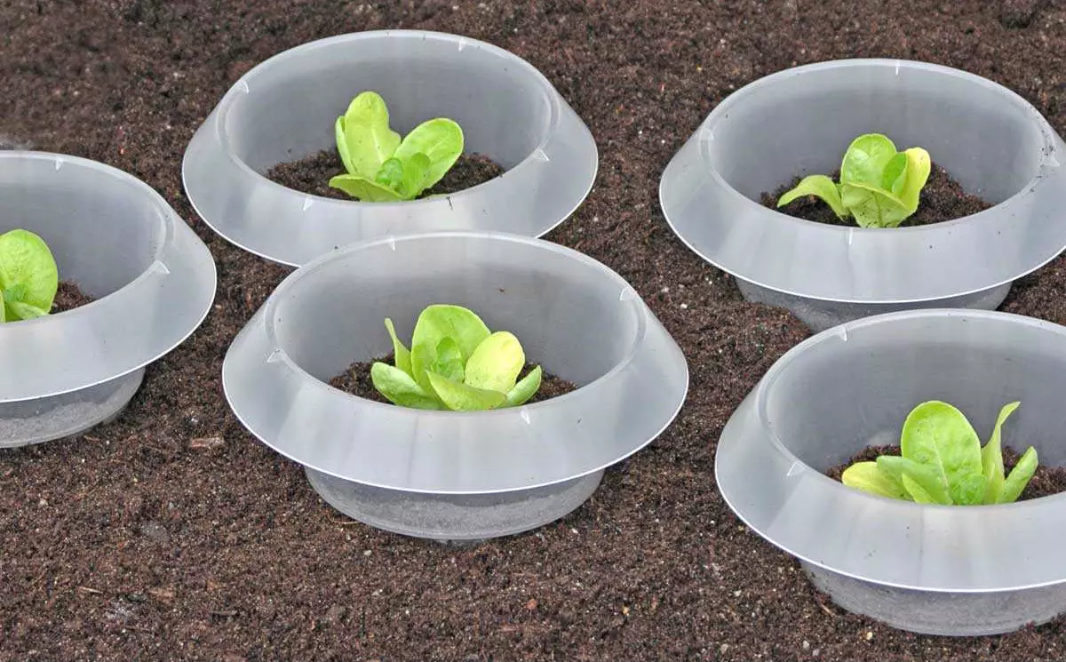 cinq anneaux stop limaces autour de jeunes pousses de salade verte