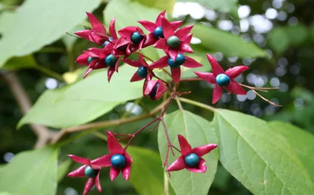 clerodendron arbuste parfume fleurs rouges feuilles vertes