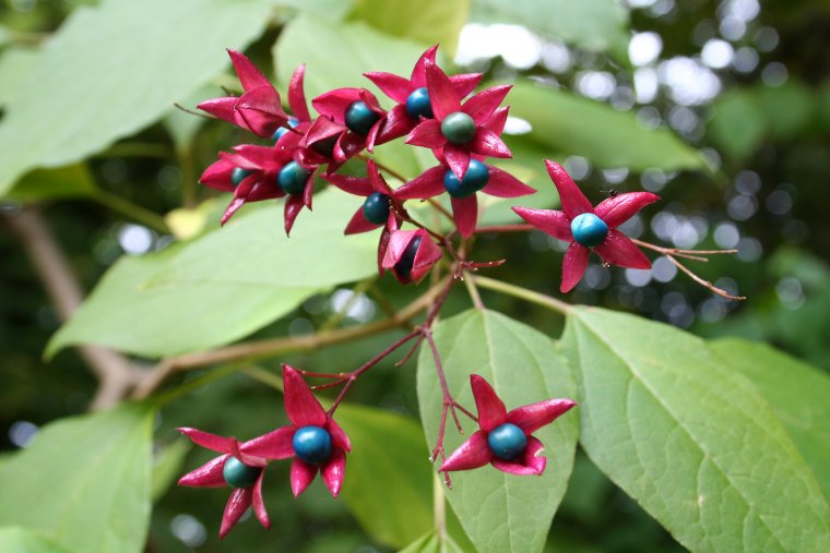 clerodendron arbuste parfume fleurs rouges feuilles vertes