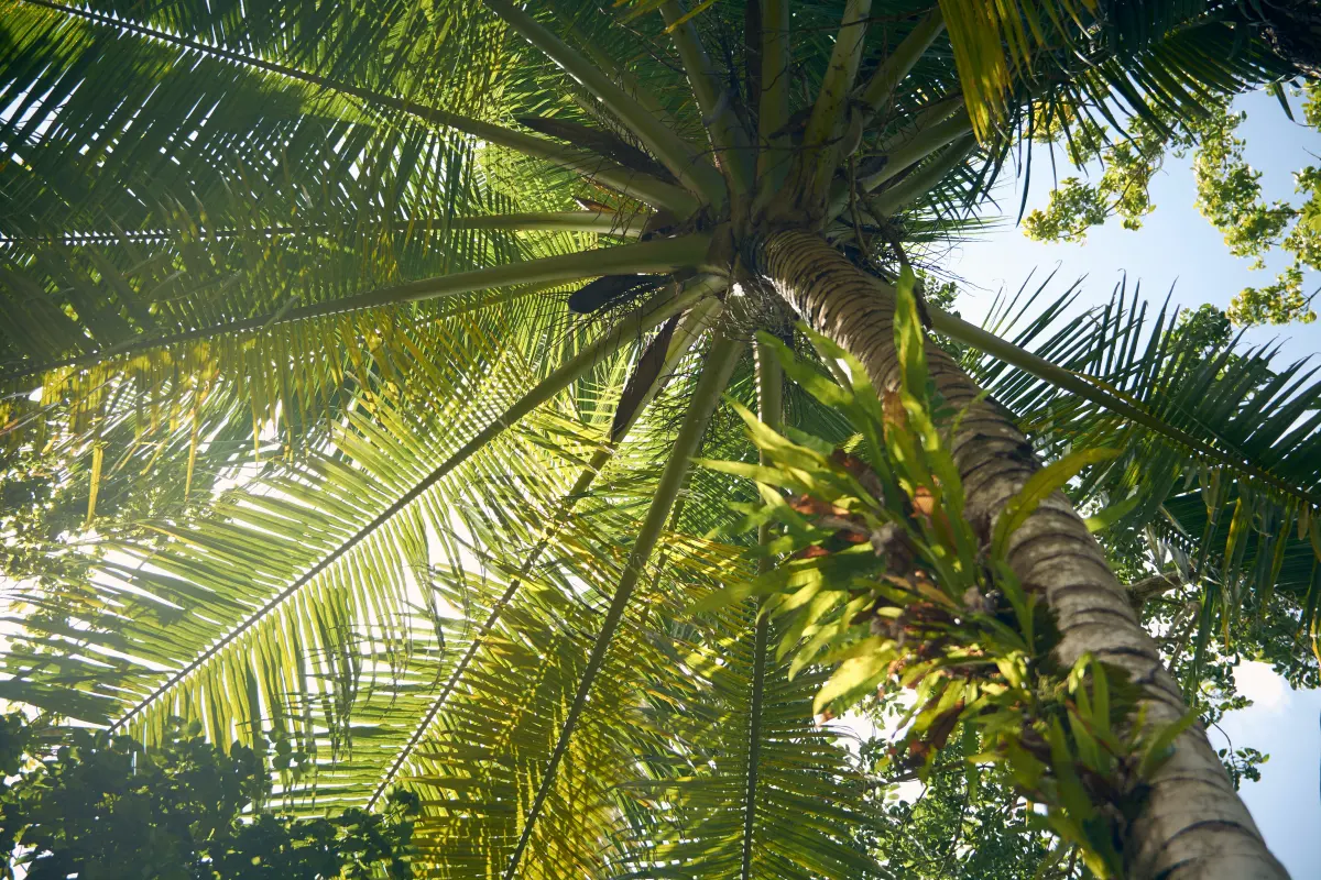 comment accelerer la pousse d un palmier lumiere soleil feuillage vert ciel bleu