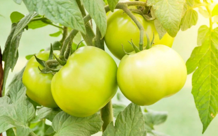 comment accélérer le mûrissement des tomates guide pratique astuces couper les gourmands et les tiges latérales