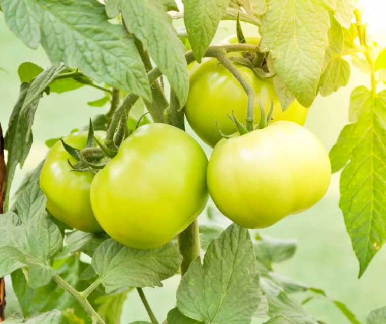 comment accélérer le mûrissement des tomates guide pratique astuces couper les gourmands et les tiges latérales