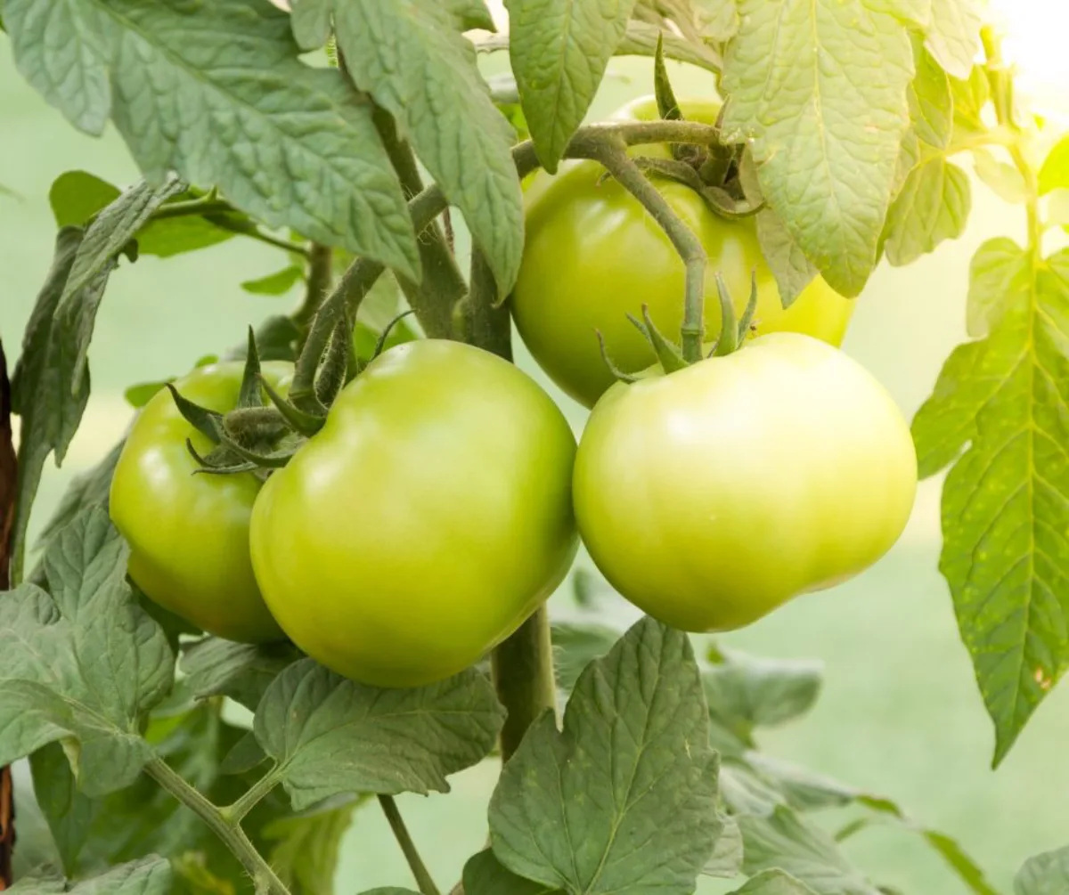 comment accélérer le mûrissement des tomates guide pratique astuces couper les gourmands et les tiges latérales