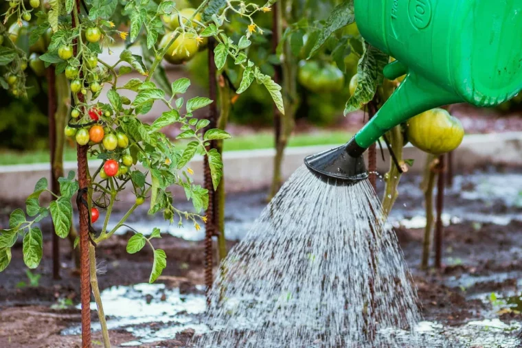 comment arroser les plantes en juillet