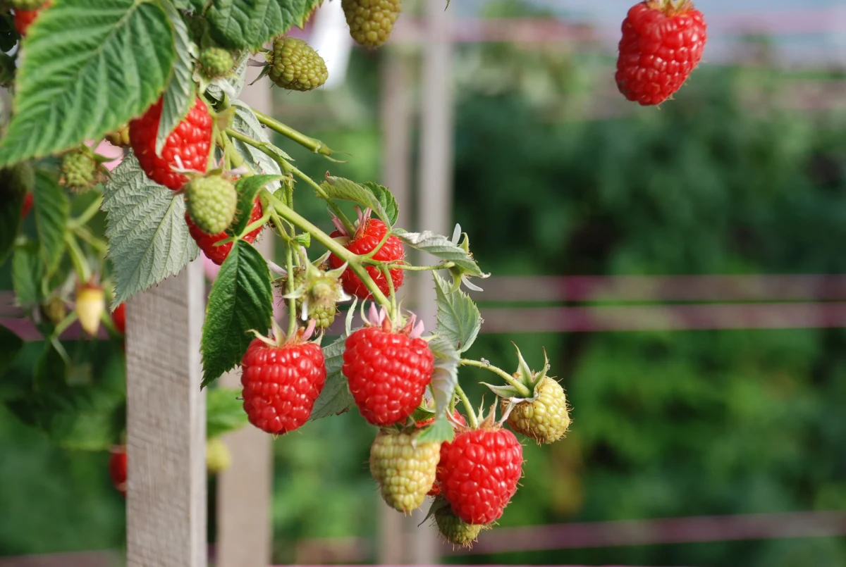 comment augmenter la production des framboises