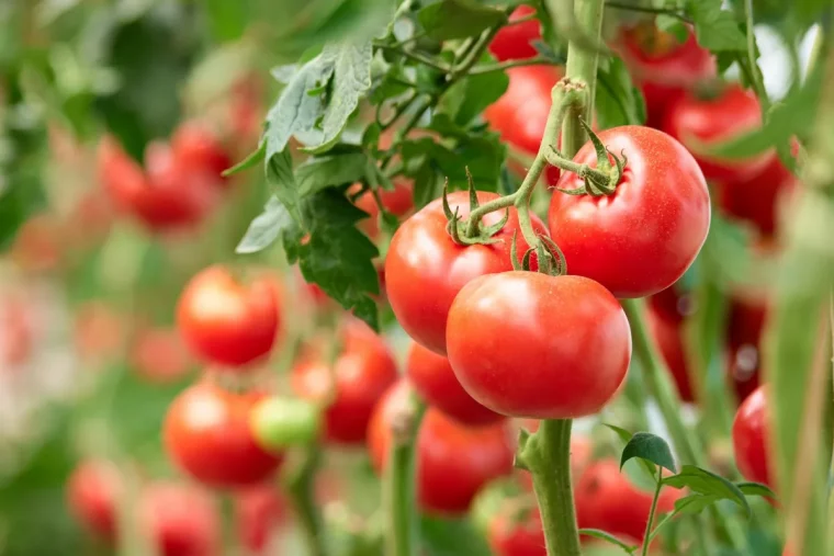 comment augmenter le rendement des tomates astuces