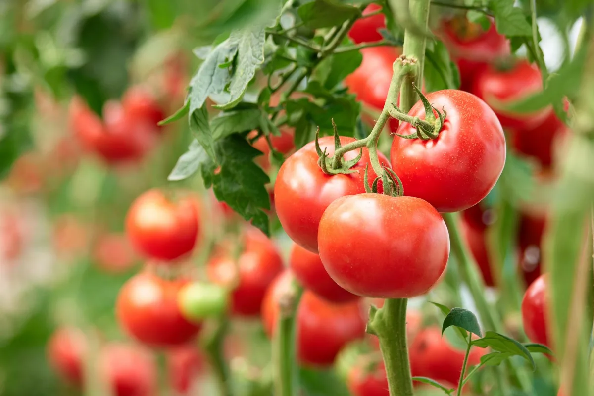 comment augmenter le rendement des tomates astuces