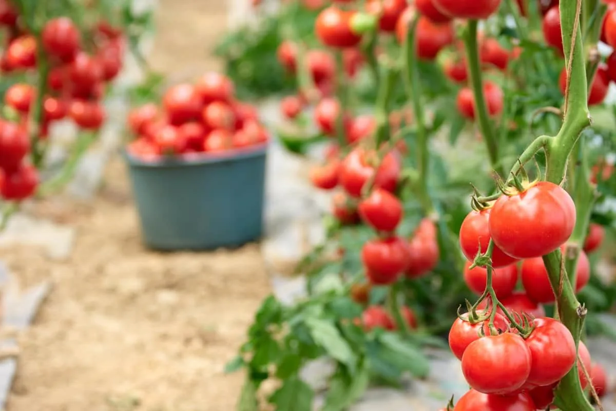 comment augmenter le rendement des tomates recolter frequemment