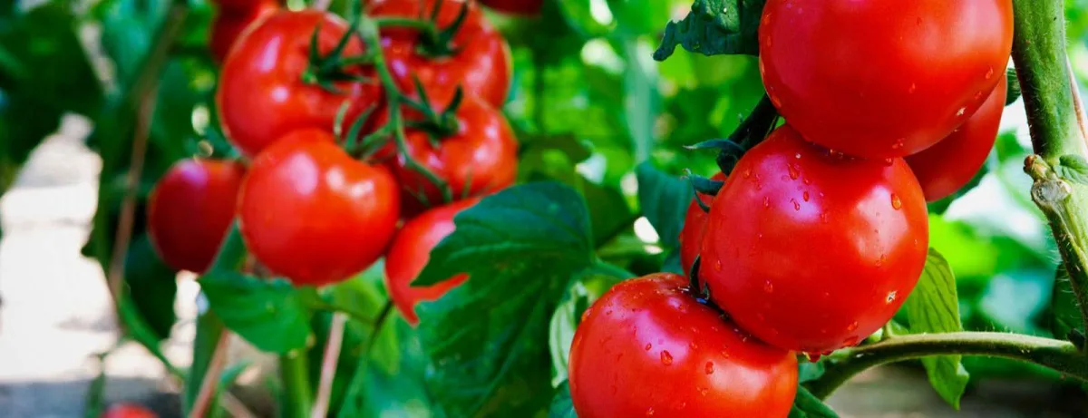 comment augmenter le rendement des tomates