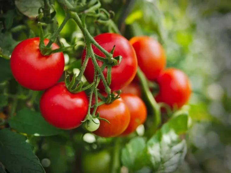 comment avoir de grosses tomates bien rouges