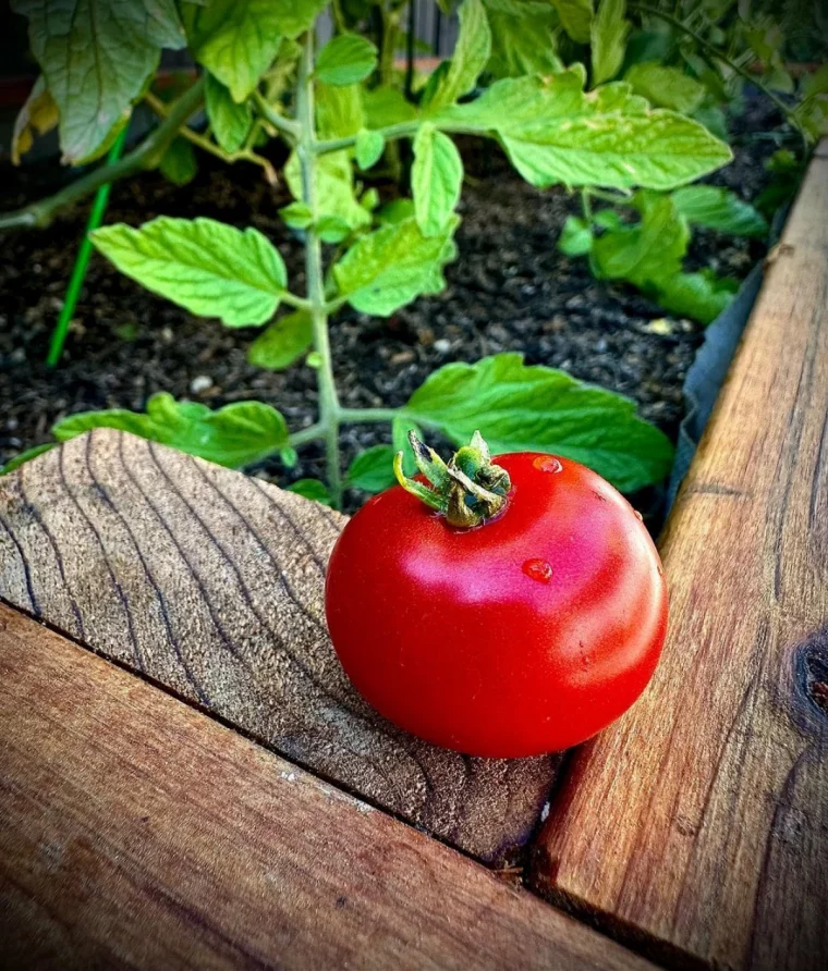 comment avoir des tomates rouges et sucrees