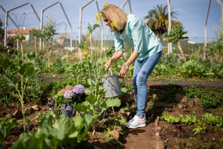 comment avoir un beau potager protégé contre la chaleur