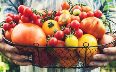 comment avoir une recolte abondante de tomates en 2023