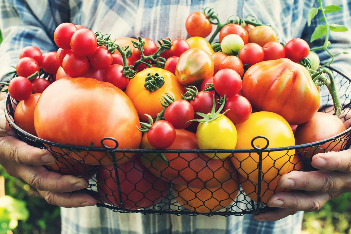 comment avoir une recolte abondante de tomates en 2023 comment augmenter le rendement des tomates