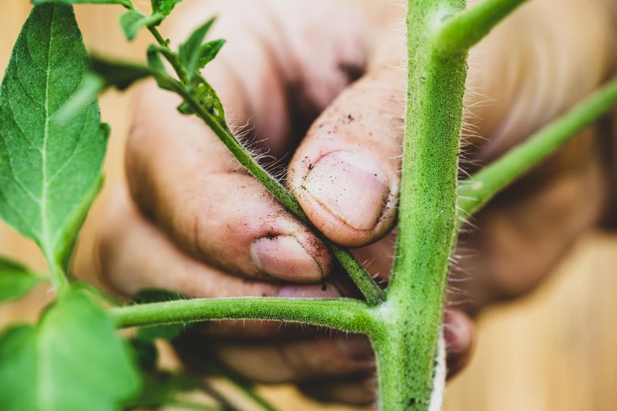 comment bien tailler les tomates