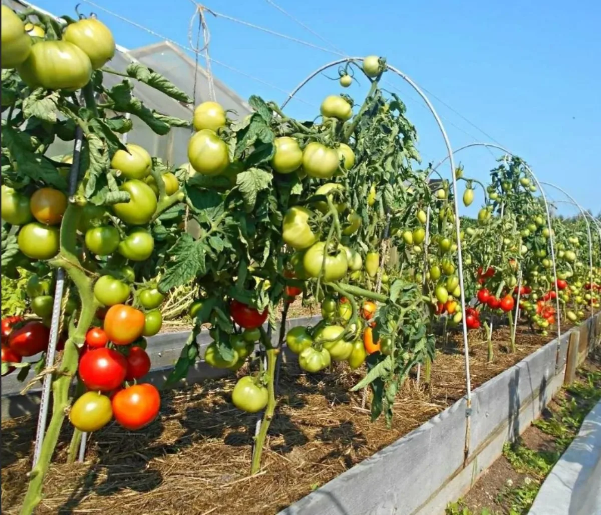 comment bien tuteurer les plants de tomates