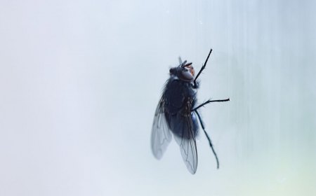 comment chasser les mouches de chez soi et qu est ce qui les attire