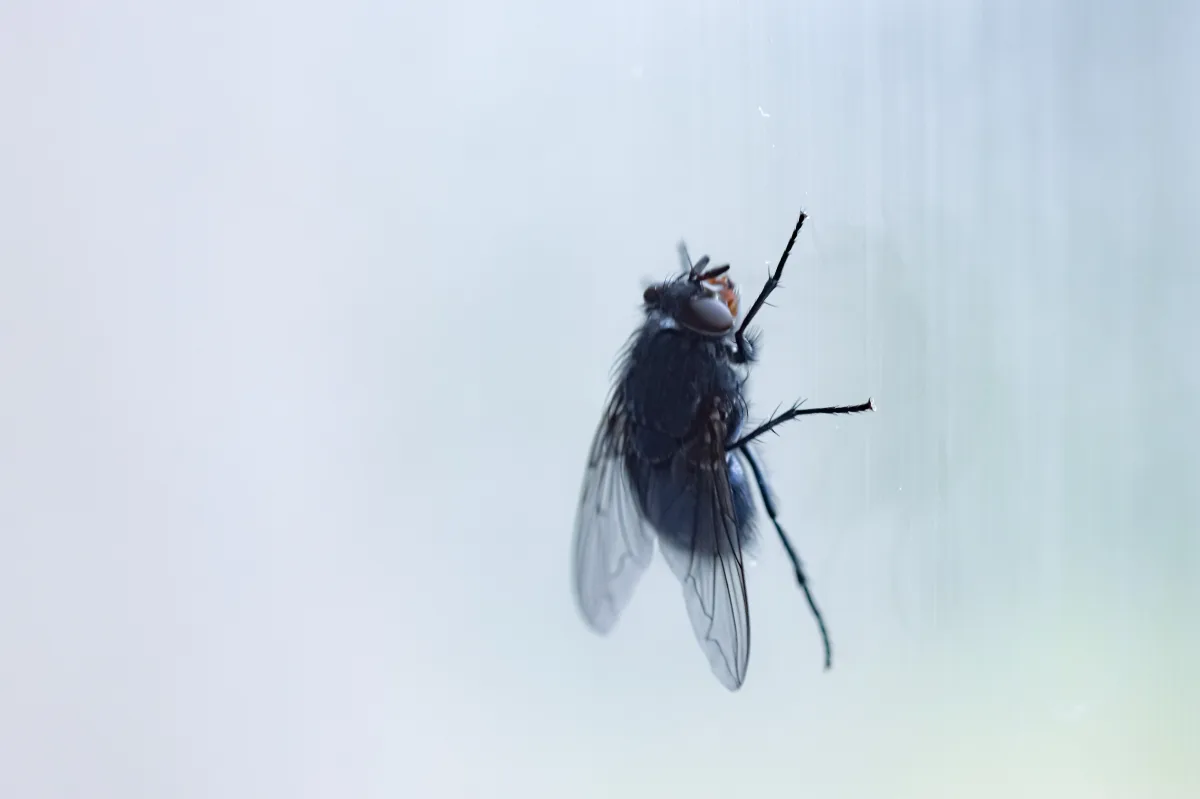 comment chasser les mouches de chez soi et qu est ce qui les attire