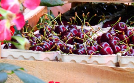 comment choisir les cerises marche boite carton fruits tiges vertes fleurs geraniums