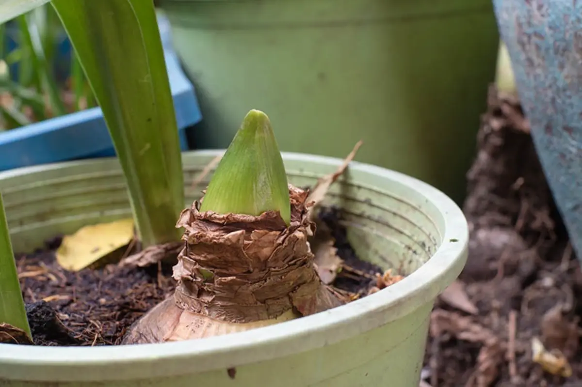 comment conserver les bulbes d amaryllis apres floraison pot terreau