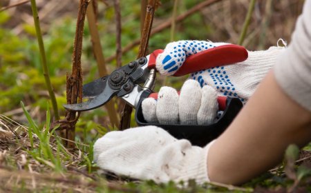 hands in gloves pruning raspberry with secateurs