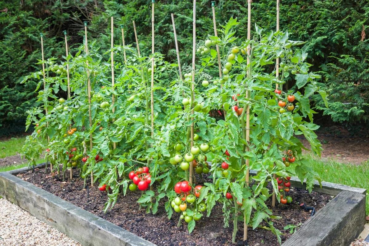 comment cultiver les tomates avec tuteurs conseils