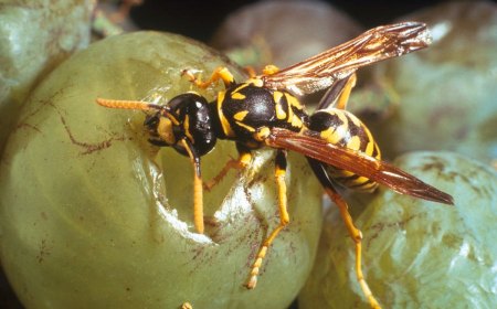 comment eloigner efficacement les guepes des vignes