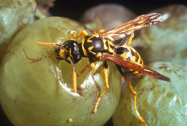 comment eloigner efficacement les guepes des vignes