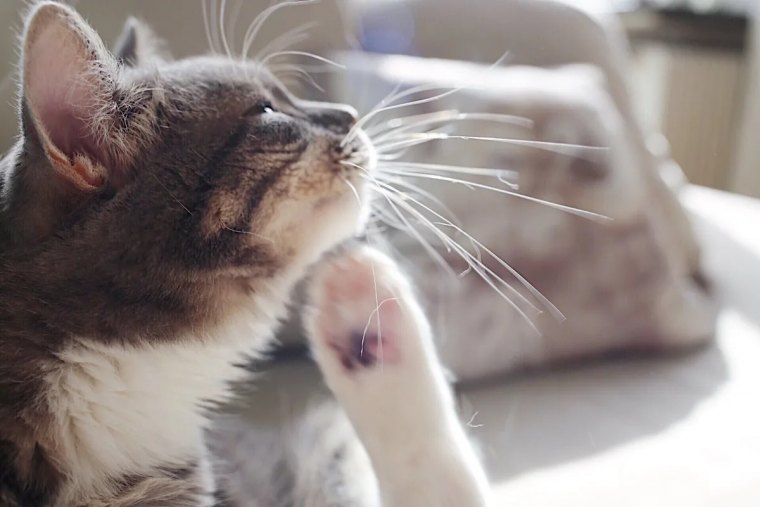 comment enlever les puces d un chat naturellement