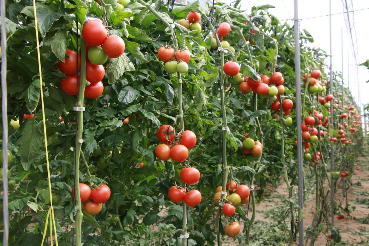 comment entretenir les plants de tomates en juin