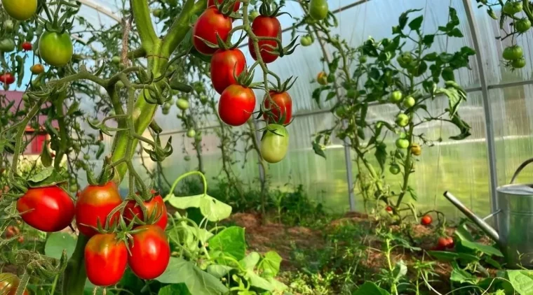 comment entretenir les tomates cultivees en serre