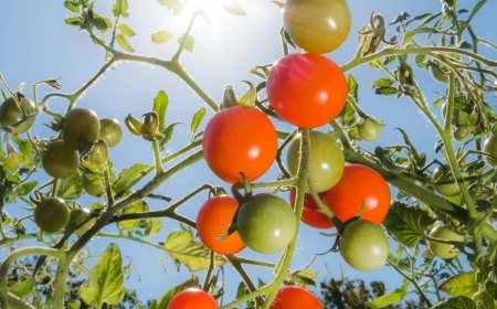 comment entretenir les tomates en juillet