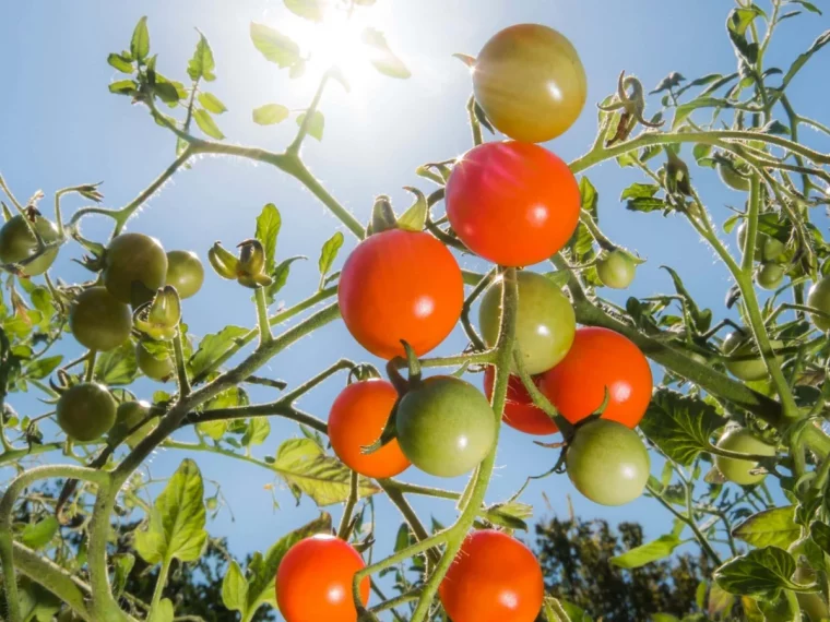 comment entretenir les tomates en juillet