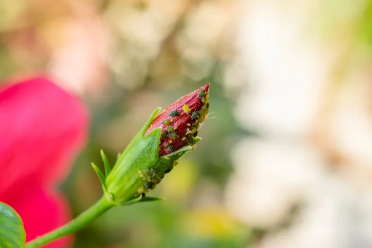 comment eviter les infestations parasitaires sur les plantes