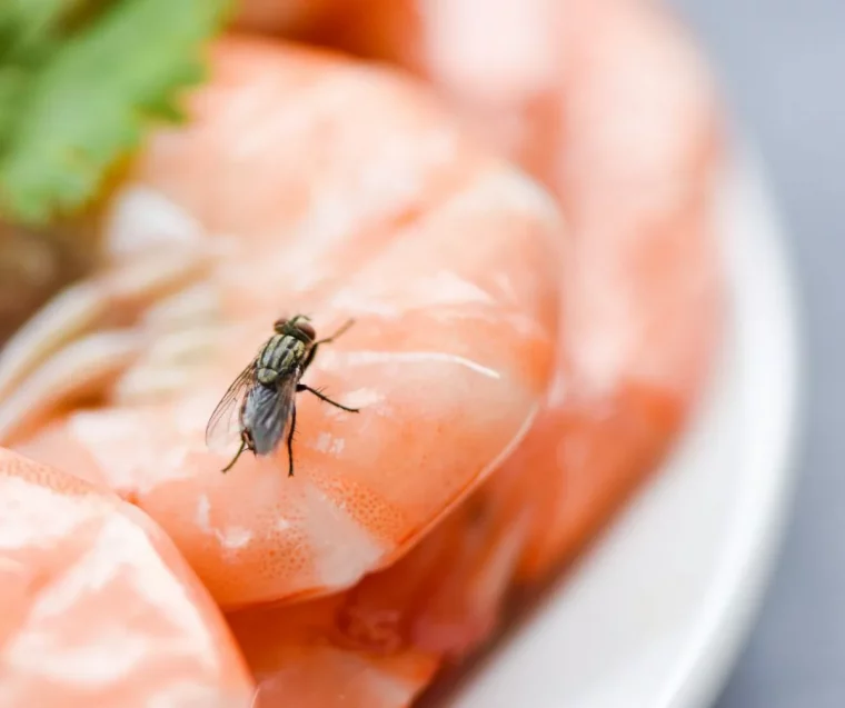 comment faire fuir les mouches nourriture viande poubelle