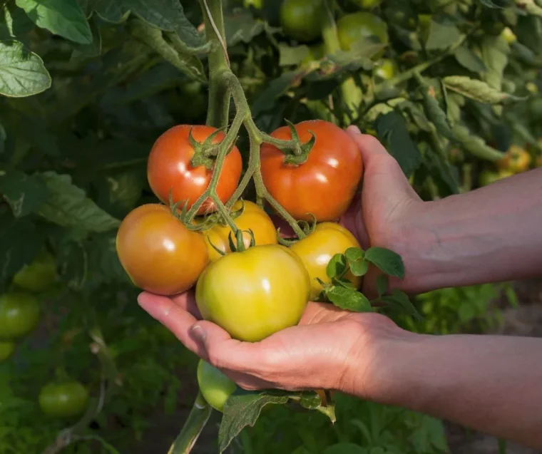 comment faire mûrir les tomates et pourquoi sont ils encore vertes