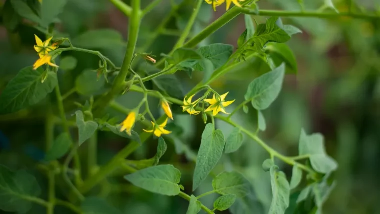 comment faire pour que les tomats fleurissent