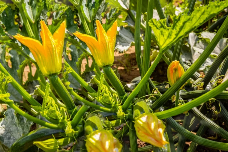 comment faire pousser les courgettes plus vite