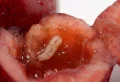 Comment faire sortir les vers dans les cerises ? Une astuce de grand-mère