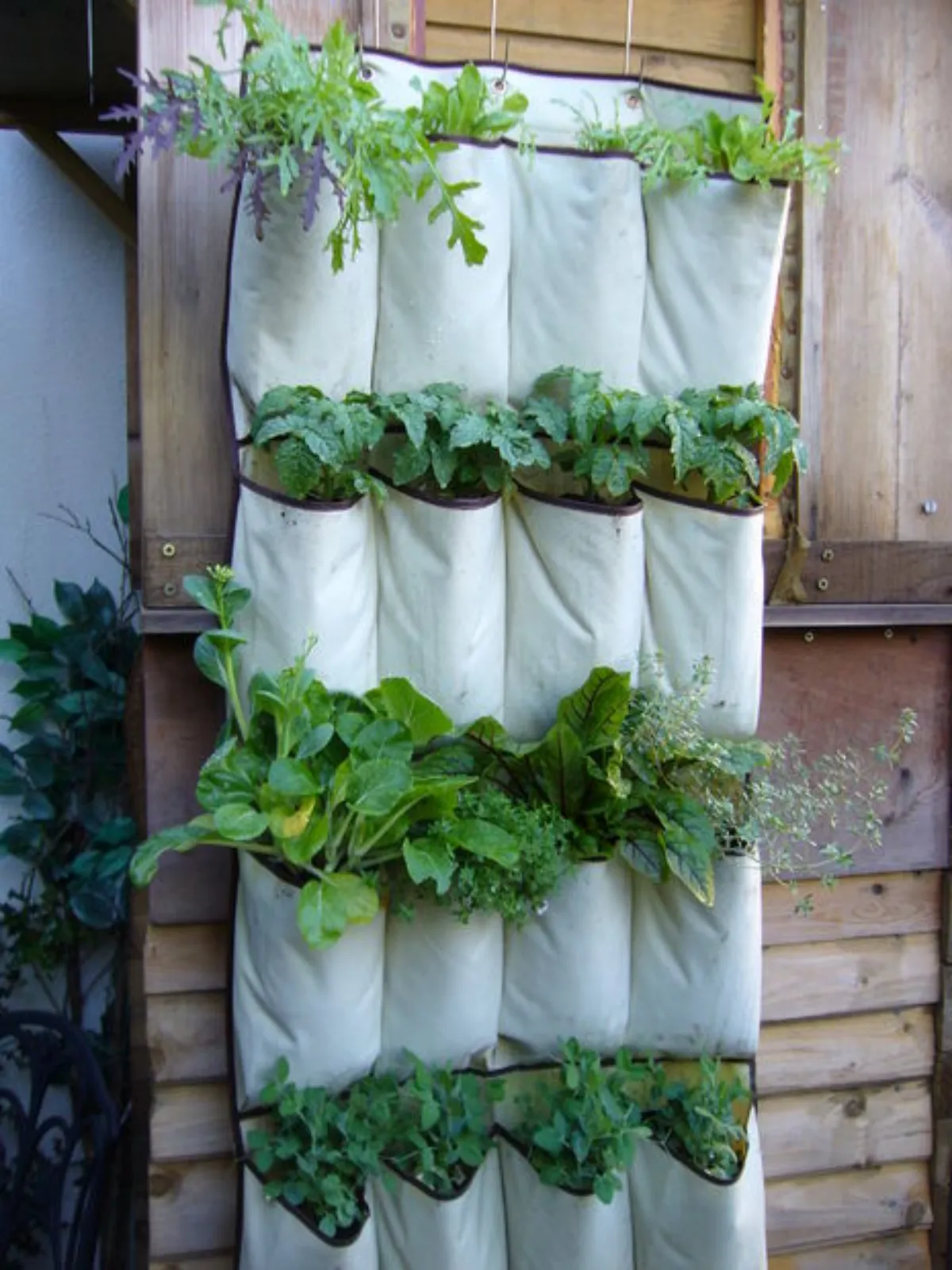 comment faire un jardin vertical et quels legumes planter poches