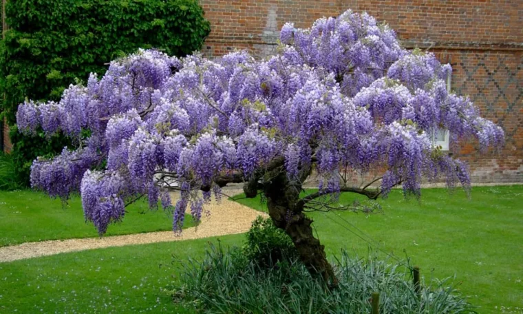 comment faire un support pour glycine decouvrez la bonne technique arbre