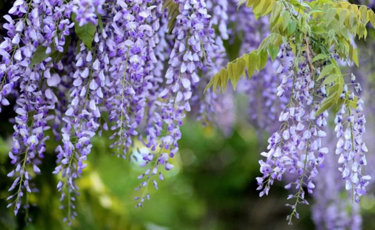 comment faire un support pour glycine decouvrez la bonne technique couv