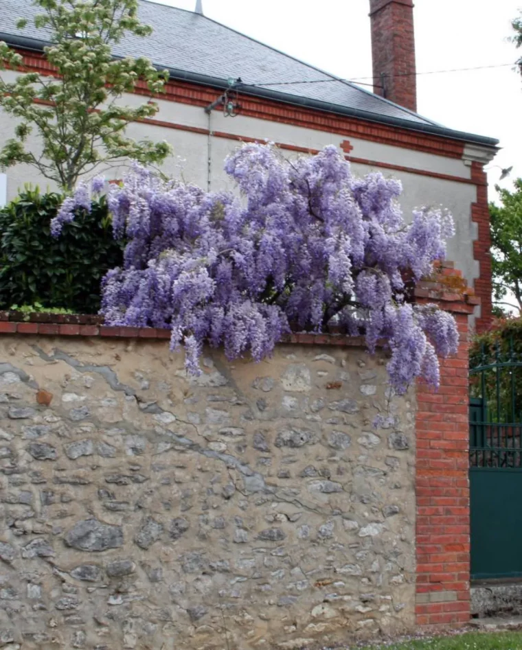 comment faire un support pour glycine decouvrez la bonne technique mur