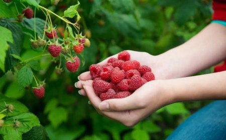 woman hands with big red raspberries on background branch of raspberry