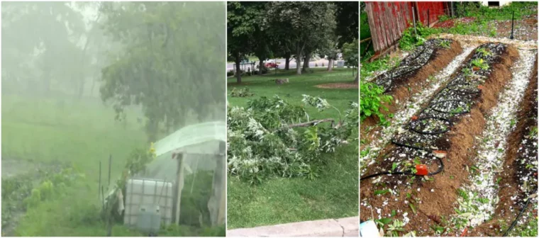 comment preparer son potager avant les tempetes de grele