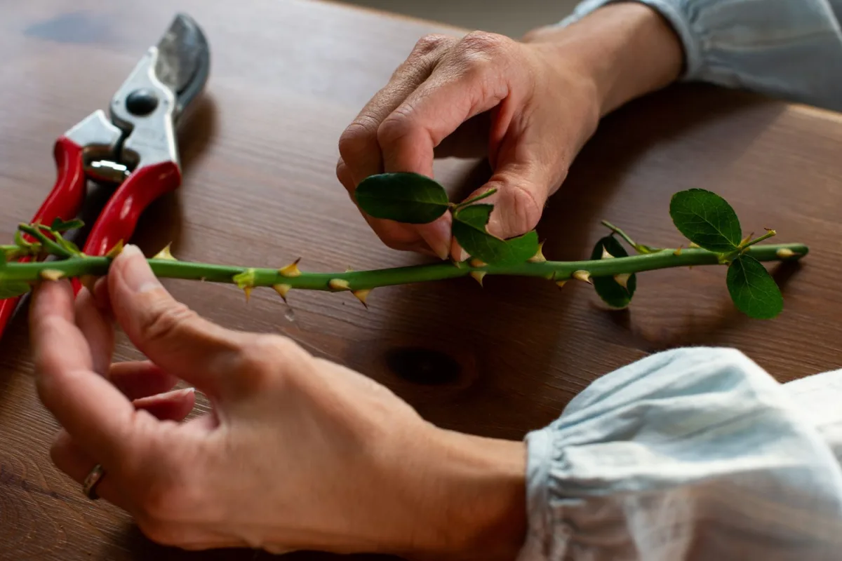 comment preparer un rosier pour planter dans une banane bouture rosier simple astuce