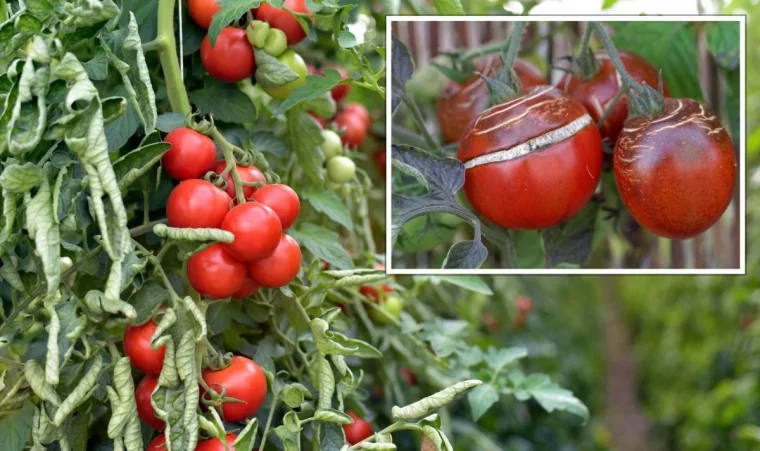 comment proteger les tomates de la canicule