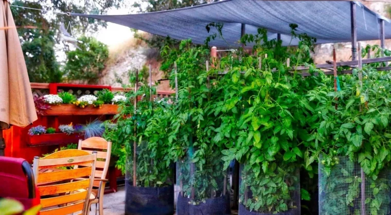 comment proteger les tomates de la canicule conseils