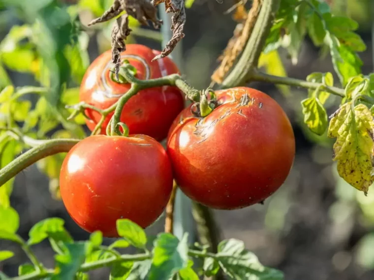 comment proteger les tomates de la canicule conseils d experts